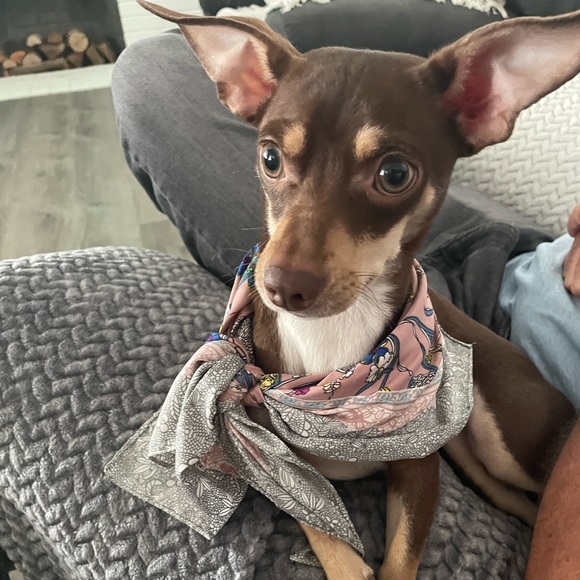 Meet your Posher, Anjj - Picture 3 of 6